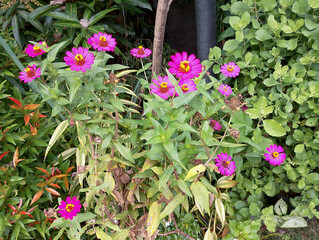 Vibrant Fuchsia Zinnia Flowers Blooming in Green Garden