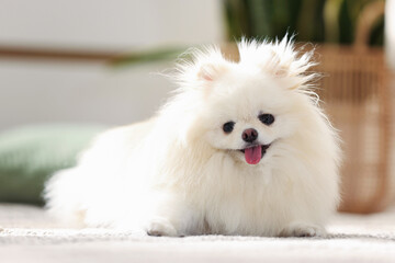 Fototapeta premium Cute fluffy Pomeranian dog on floor indoors