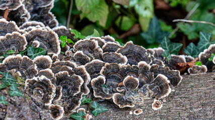 Wild growing turkey tails, mushroom fungi
