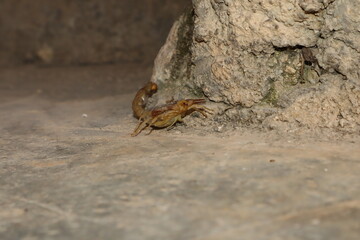 Closeup a Palestinian scorpion in the corner of a rural house, highlighting its raised stinger and claws. Ideal for safety awareness content about venomous desert species in Middle Eastern regions.