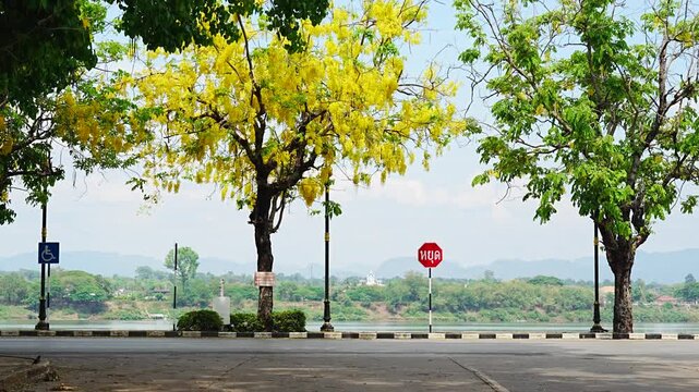 Golden Shower Trees (Cassia fistula) Blooming Yellow Flowers on a Riverside Road Facing the Mekong River