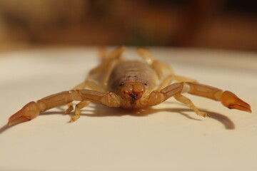 Closeup a scorpion’s mouthparts and eyes, highlighting its pincers and detailed facial anatomy. Ideal for wildlife research, venom studies, and desert biology. scorpion isolated on white background