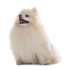 Fototapeta premium Cute fluffy Pomeranian dog on white background