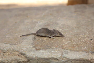 Closeup a small shrew lying still on a natural stone surface, often mistaken for a rat but scientifically different, showing pointed snout and fine fur. Ideal for educational, wildlife, and ecosystem.