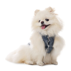 Obraz premium Cute fluffy Pomeranian dog in stylish pet`s clothes on white background