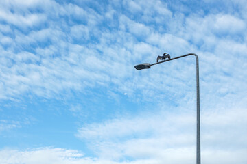 Kormoran Phalacrocorax carbo sitzt mit ausgebreiteten Flügeln auf Laternenmast  vor blauem Himmel mit Wolken und Mond in Lauffen am Neckar
