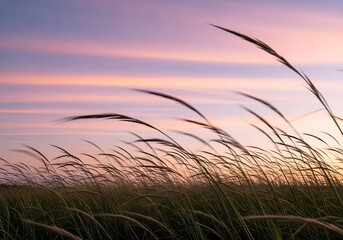 Bending Grass in Wind – Stories Carried by Air