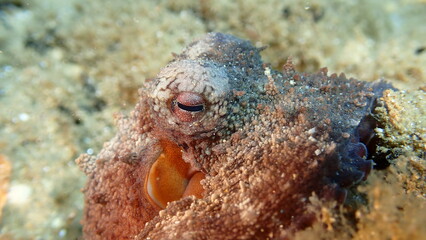 Common octopus (Octopus vulgaris) close-up undersea, Aegean Sea, Greece, Halkidiki, Pirgos beach