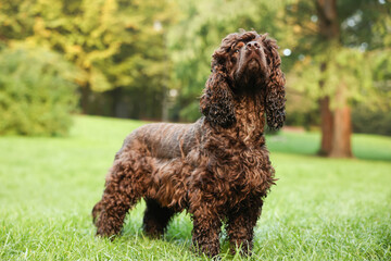 Beautiful Irish water spaniel dog in park. Space for text