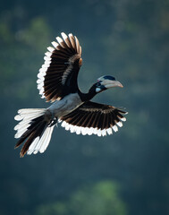 Obraz premium Malabar pied hornbill or Lesser pied hornbill, Kerala, India