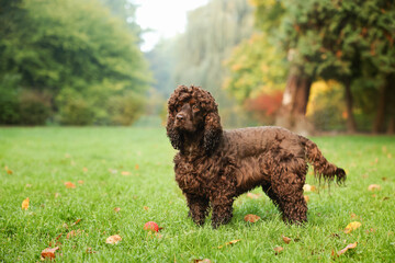 Beautiful Irish water spaniel dog in park. Space for text