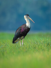 Woolly-necked stork or Asian woollyneck, Kerala, India