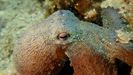 Common octopus (Octopus vulgaris) close-up undersea, Aegean Sea, Greece, Halkidiki, Pirgos beach