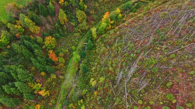 Bright autumn leaves create a colorful tapestry in the forest while fallen trees hint at recent changes in the landscape inviting exploration and appreciation of natures beauty