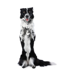 Cute Border Collie dog showing trick on white background
