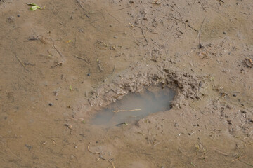Footprints in the mud of a watery rice field. For graphic design, 3D rendering and banners