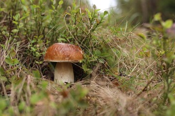 Beautiful porcino mushroom growing in forest, closeup. Space for text