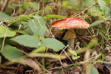 One poisonous mushroom growing in forest, closeup. Space for text