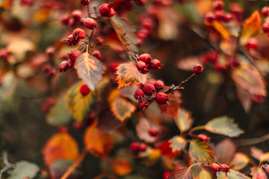 Bright red berries growing on a tree in the autumn season, a natural background for calendars and nature posters