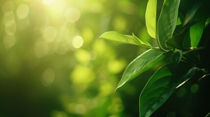 Obraz premium Compelling Natural Ecological Advertising Design – Eco-Conscious, Nature-Inspired Visuals for Green Brands. This design weaves natural ecological elements—lush foliage, clear water, wildflowers, and s