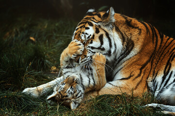 Siberian tiger (Panthera tigris altaica) detail portrait
