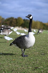 Canada goose on grass 3