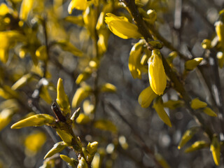 Yellow Forsythia Flowers in Spring