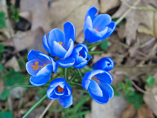 Vibrant Blue Crocus Flowers in Bloom