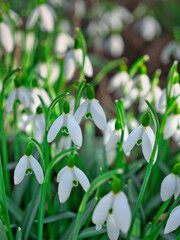 Blooming Snowdrops in a Garden