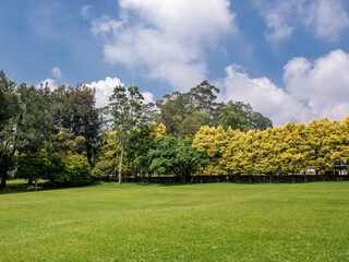 Wide open tropical field with dense trees under cloudy weather, perfect for eco, landscape, and outdoor visuals