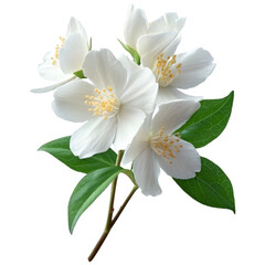 Obraz premium Delicate white jasmine flowers with green leaves isolated on a solid background