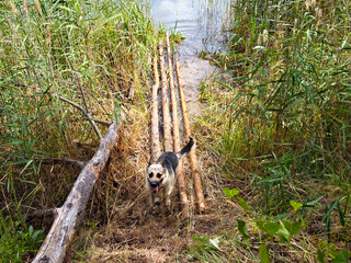 Happy dog exploring a natural setting near a calm water body on a sunny day surrounded by tall...