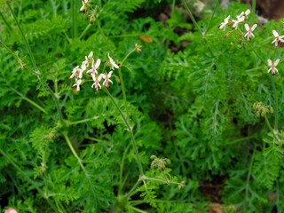 Pelargonium carnosum (枯野葵)