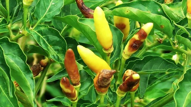 Chili plants affected by anthracnose disease showing brown spots and fruit rot on young chili peppers in the garden
