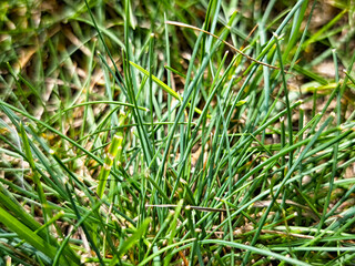 Lush green grass in a natural setting showcasing vibrant textures and a serene outdoor atmosphere for peaceful contemplation