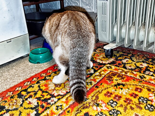 Cat explores the cozy room while eating from its bowl on a colorful patterned rug