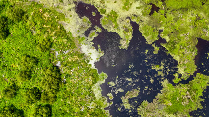 Aerial top down of Bayou Swamp wetlands summer nature scene sunny day in rural Louisiana LA © Andrew