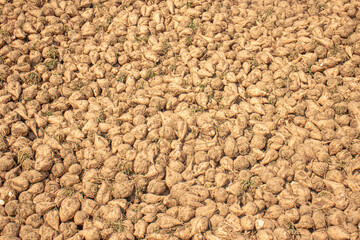Large pile of freshly harvested sugar beets covered in soil, background