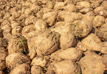 Large pile of freshly harvested sugar beets covered in soil, background