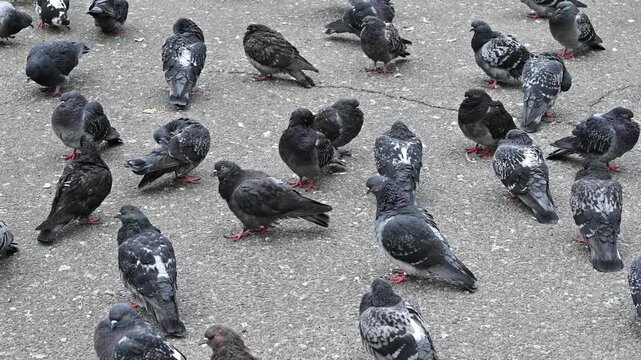 A flock of city pigeons with white, gray and black feathers wondering on the city's pavement on a cloudy day.
