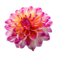Fototapeta premium Vibrant pink and yellow dahlia flower isolated on a deep dark canvas
