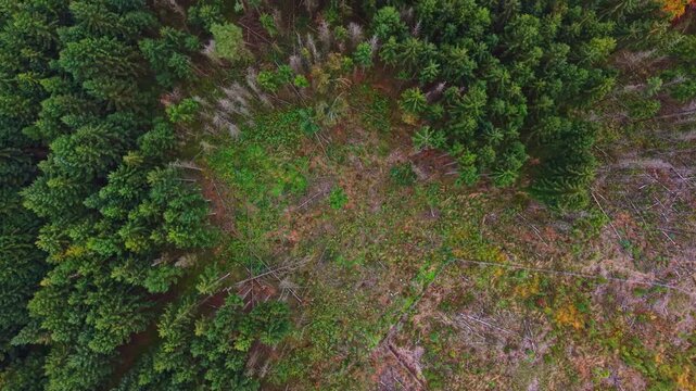 Tall lush trees tower over patches of land where the forest meets the earth Signs of deforestation disrupt the natural scenery offering a stark contrast to the vibrant greenery