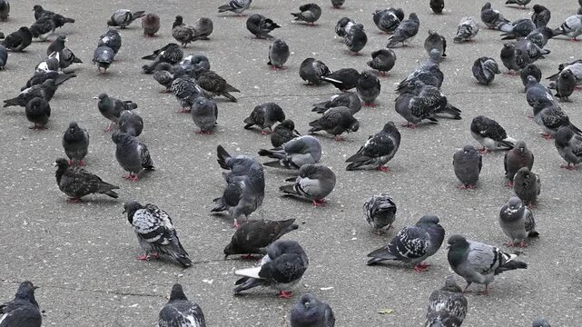 A flock of city pigeons with white, gray and black feathers wondering on the city's pavement on a cloudy day.