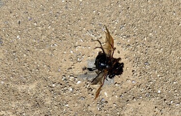 Tiny ants drag a large black bug to the entrance to their underground nest