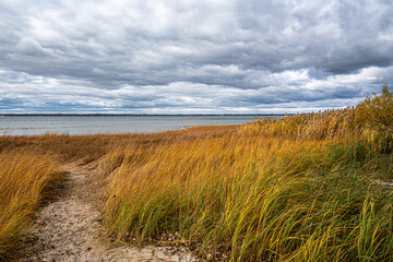 Golden reeds along a sandy lakeshore on a cloudy autumn day. Scenic natural landscape with dramatic sky, calm water, and vibrant seasonal colors.
