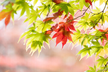 色づき始めたカエデの紅葉1