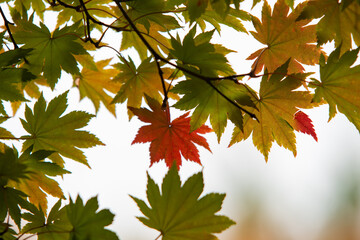 autumn leaves background