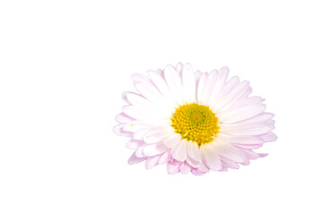 chrysanthemum flower on a long stem on a white background is insulated