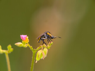 toxophora 