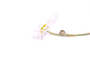 chrysanthemum flower on a long stem on a white background is insulated